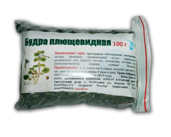 Ivy-shaped budra grass (hanging, dog mint): medicinal properties and contraindications, photo and description