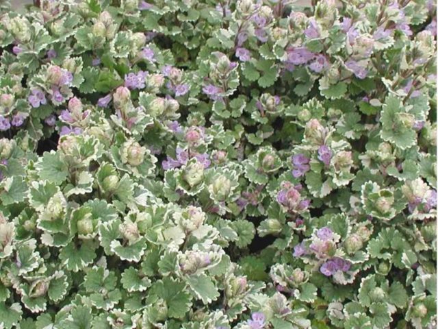 Ivy-shaped budra grass (hanging, dog mint): medicinal properties and contraindications, photo and description