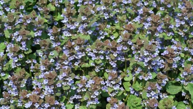 Ivy-shaped budra grass (hanging, dog mint): medicinal properties and contraindications, photo and description