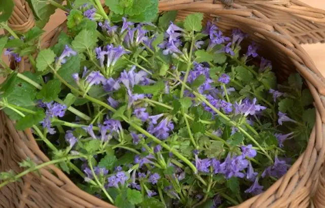 Ivy-shaped budra grass (hanging, dog mint): medicinal properties and contraindications, photo and description