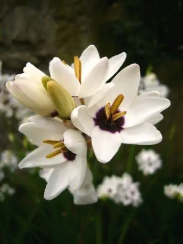 Ixia flower: cultivation and care in the open field, description, photo