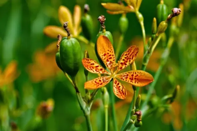 Ixia flower: cultivation and care in the open field, description, photo