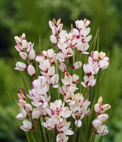 Ixia flower: cultivation and care in the open field, description, photo