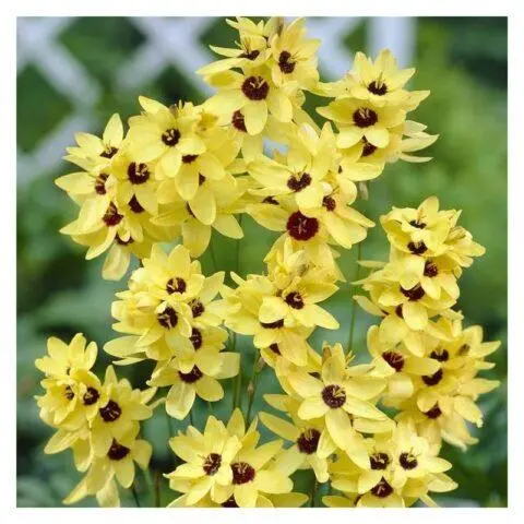 Ixia flower: cultivation and care in the open field, description, photo