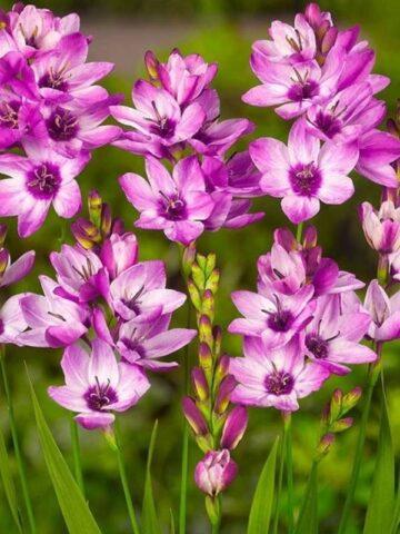 Ixia flower: cultivation and care in the open field, description, photo