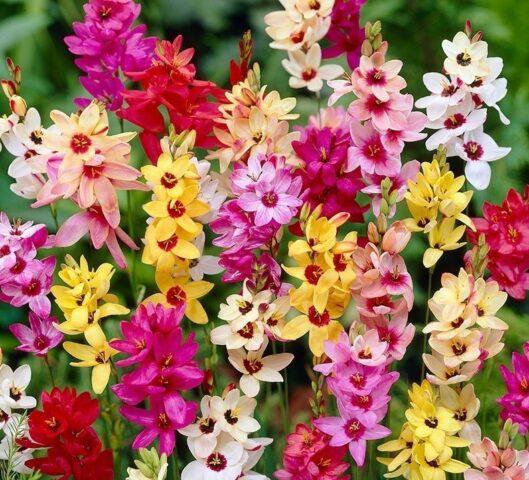 Ixia flower: cultivation and care in the open field, description, photo