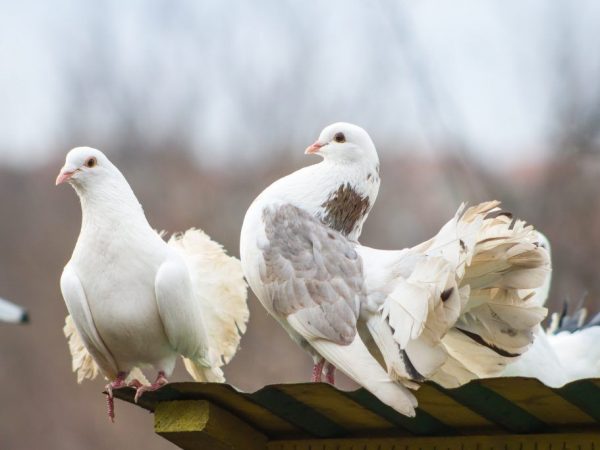 Izhevsk pigeons