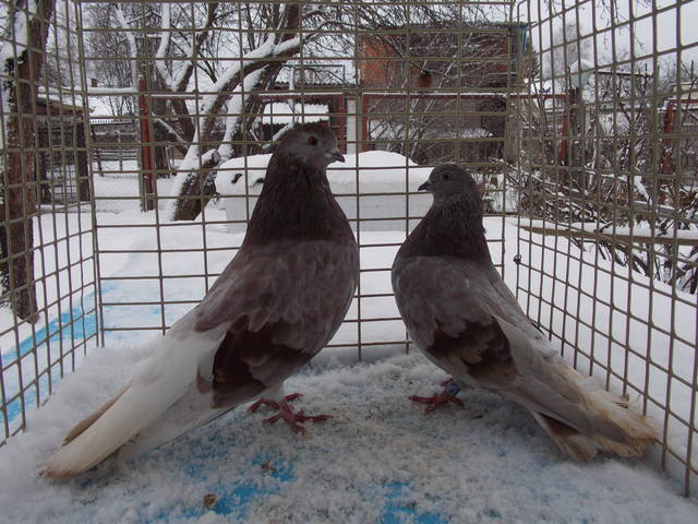 Izhevsk pigeons