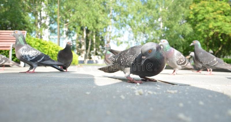 Izhevsk pigeons