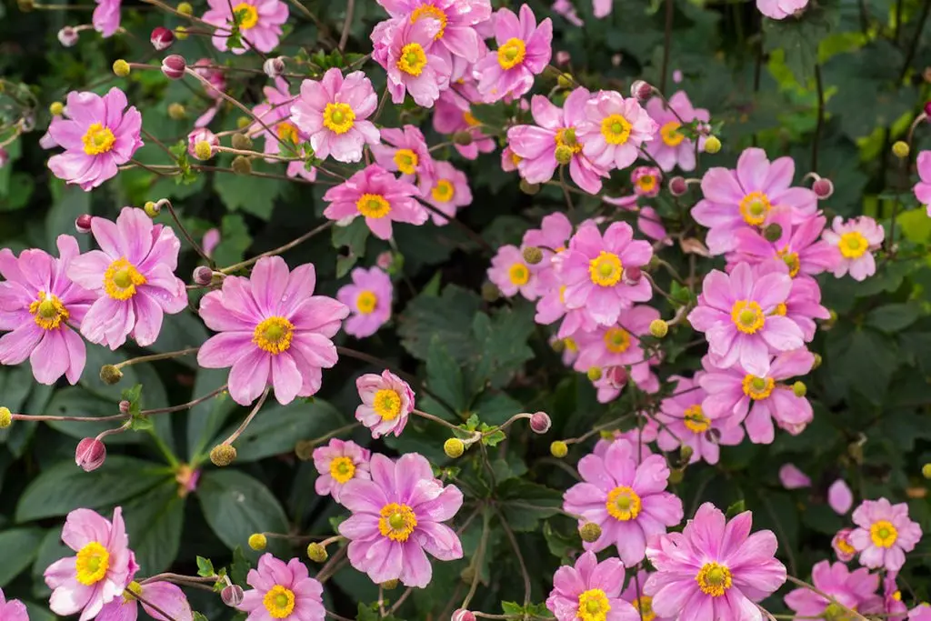 Japanese anemone, or autumn: description and characteristics, the best varieties with photos + planting, care and use in the landscape