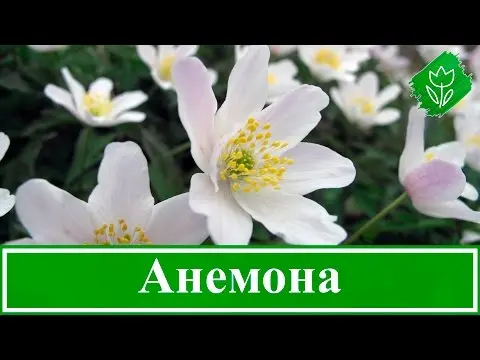 Japanese anemone, or autumn: description and characteristics, the best varieties with photos + planting, care and use in the landscape