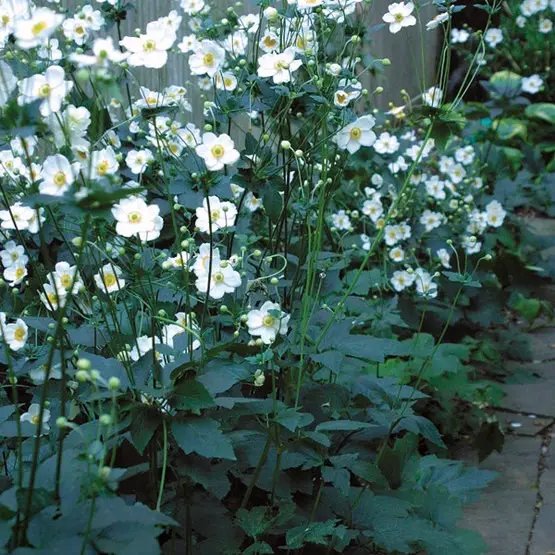 Japanese anemone, or autumn: description and characteristics, the best varieties with photos + planting, care and use in the landscape