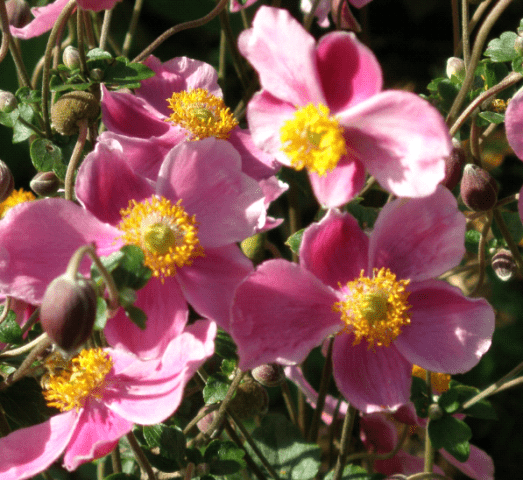 Japanese anemone: planting and care in the open field