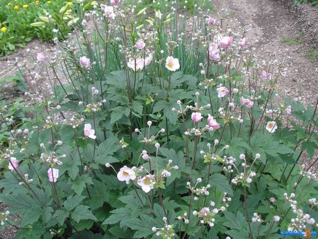 Japanese anemone: planting and care in the open field