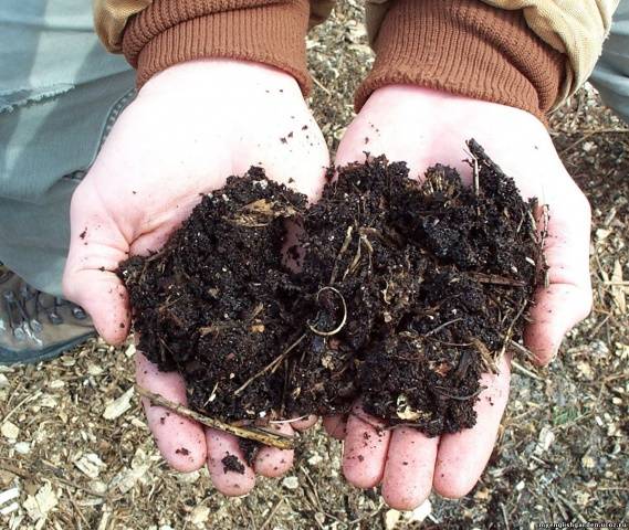 Japanese anemone: planting and care in the open field