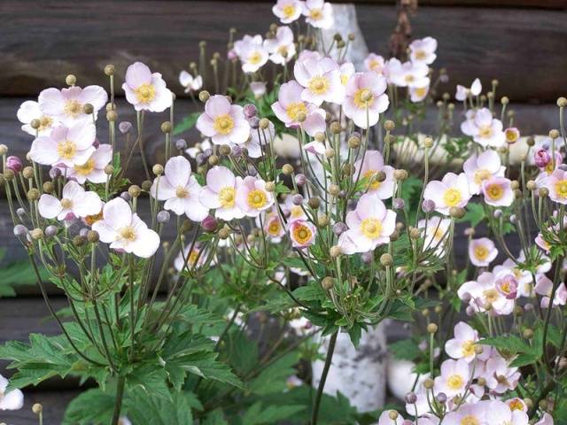 Japanese anemone: planting and care in the open field