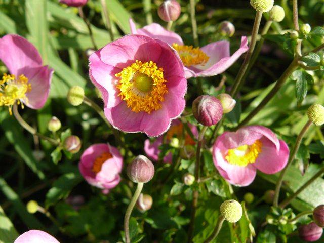 Japanese anemone: planting and care in the open field