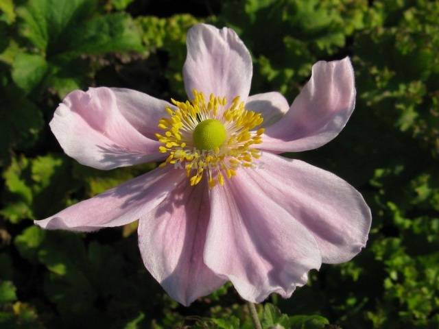 Japanese anemone: planting and care in the open field