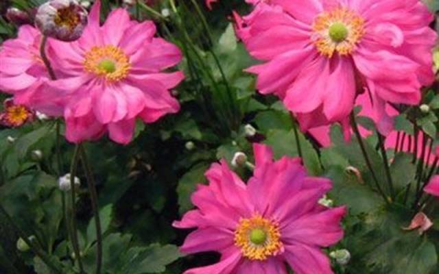 Japanese anemone: planting and care in the open field