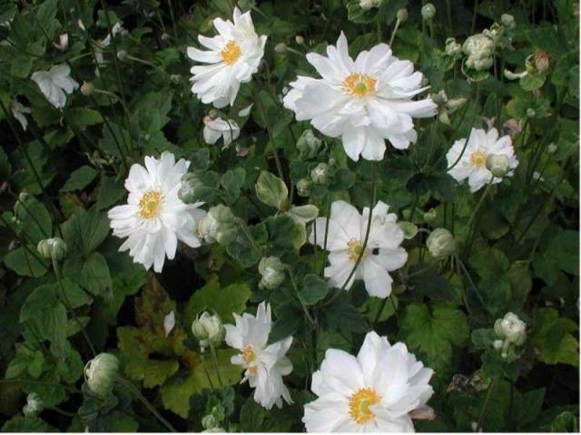 Japanese anemone: planting and care in the open field