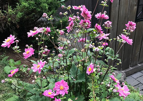 Japanese anemone: planting and care in the open field