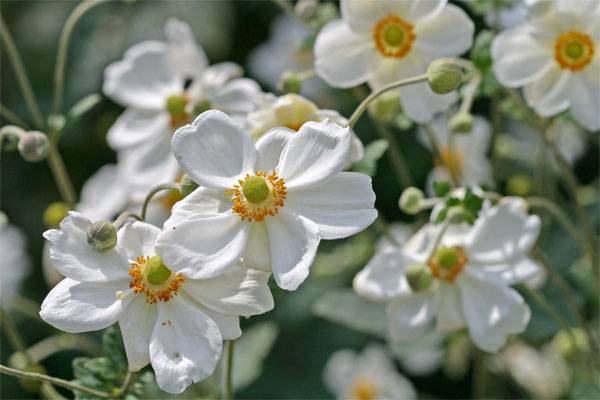 Japanese anemone: planting and care in the open field