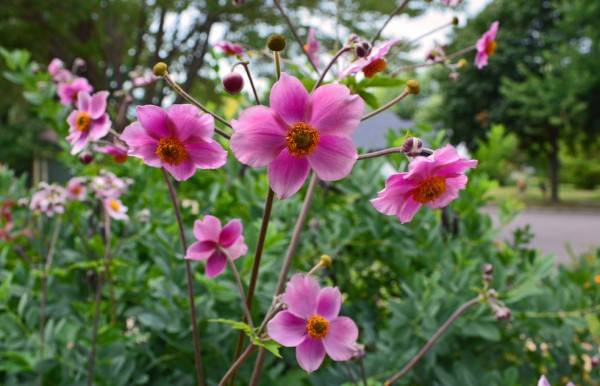 Japanese anemone: planting and care in the open field