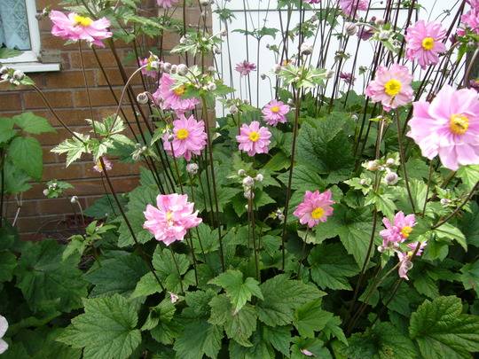 Japanese anemone: planting and care in the open field