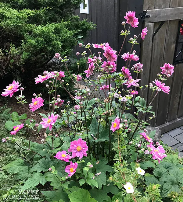 Japanese anemone: planting and care in the open field