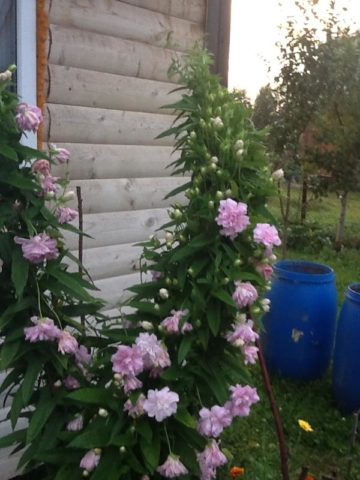 Japanese calistegia (ivy): planting and care, photo