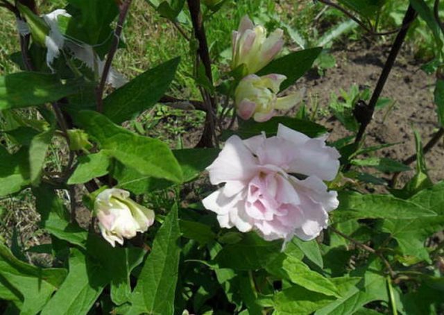 Japanese calistegia (ivy): planting and care, photo