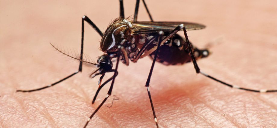 Japanese encephalitis, yellow fever &#8211; that&#8217;s what threatens you on an exotic vacation