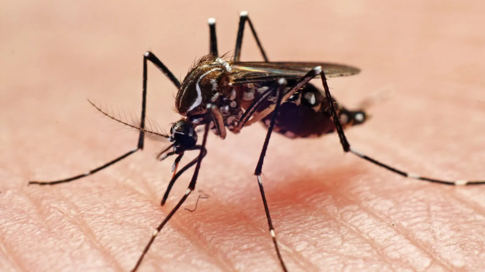 Japanese encephalitis, yellow fever &#8211; that&#8217;s what threatens you on an exotic vacation