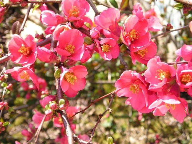 Japanese henomeles (quince): how it grows, blooms, why it does not bear fruit