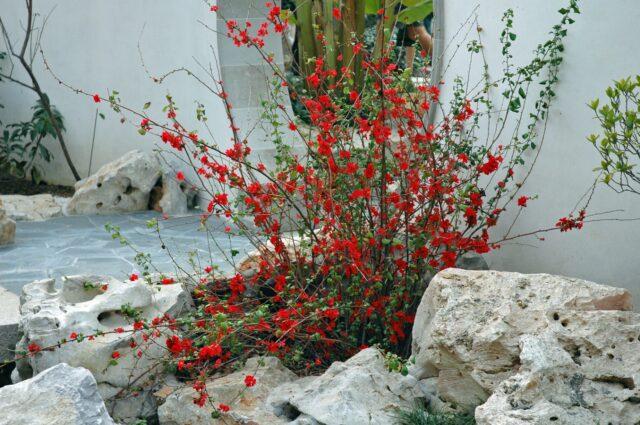 Japanese henomeles (quince): how it grows, blooms, why it does not bear fruit