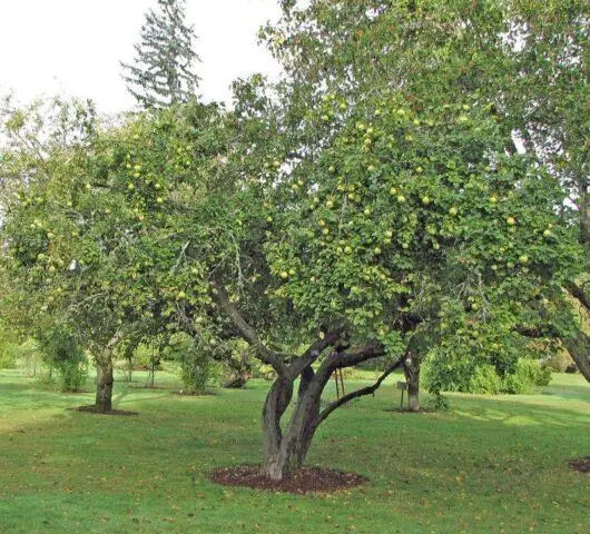 Japanese henomeles (quince): how to plant, grow and care, photo