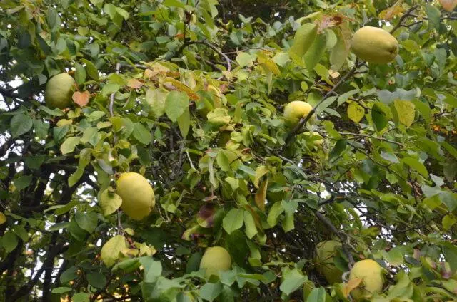 Japanese henomeles (quince): how to plant, grow and care, photo