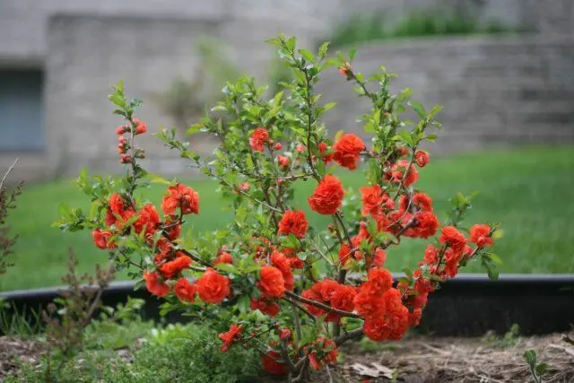 Japanese henomeles (quince): how to plant, grow and care, photo