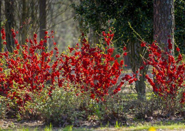 Japanese henomeles (quince): how to plant, grow and care, photo