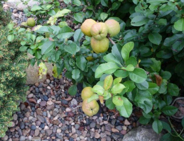 Japanese henomeles (quince): how to plant, grow and care, photo