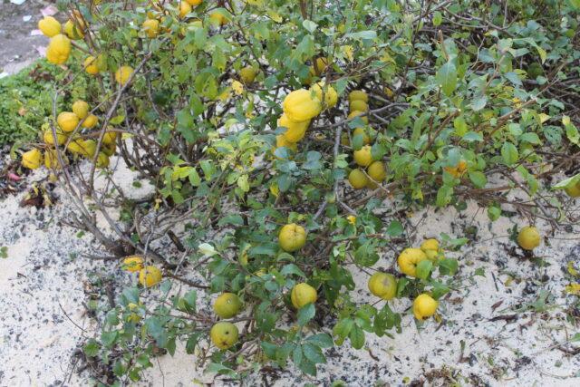 Japanese henomeles (quince): how to plant, grow and care, photo