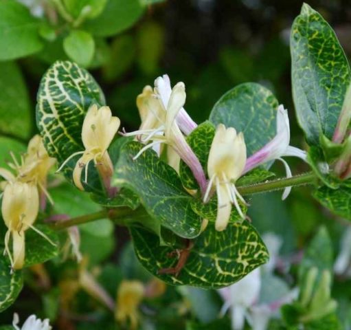 Japanese honeysuckle: Purpurea, Aureoreticulata, Red World