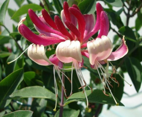 Japanese honeysuckle: Purpurea, Aureoreticulata, Red World