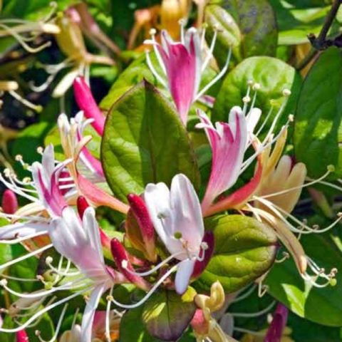 Japanese honeysuckle: Purpurea, Aureoreticulata, Red World