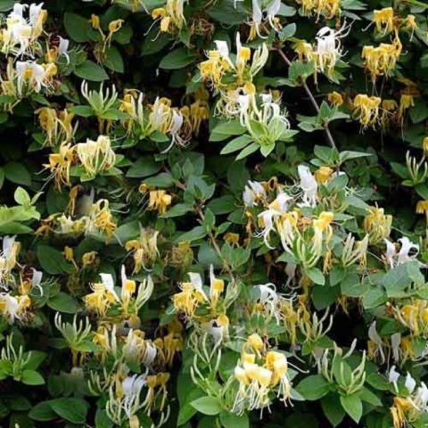 Japanese honeysuckle: Purpurea, Aureoreticulata, Red World