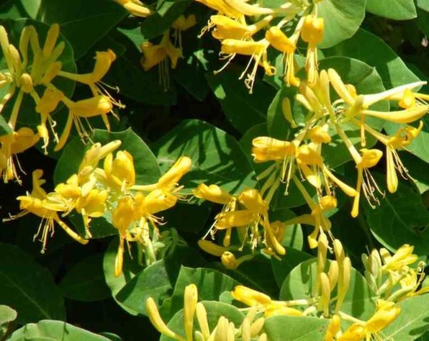 Japanese honeysuckle: Purpurea, Aureoreticulata, Red World