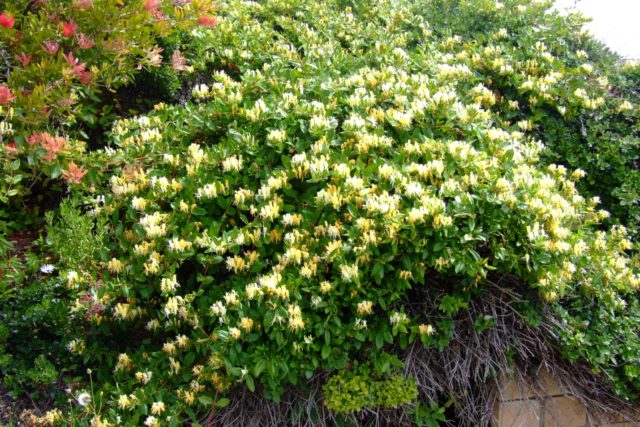 Japanese honeysuckle: Purpurea, Aureoreticulata, Red World