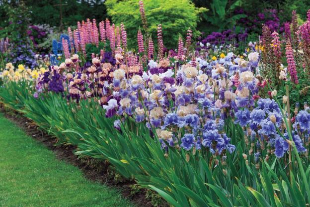 Japanese irises: varieties with photos and names