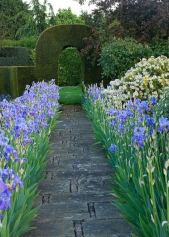 Japanese irises: varieties with photos and names