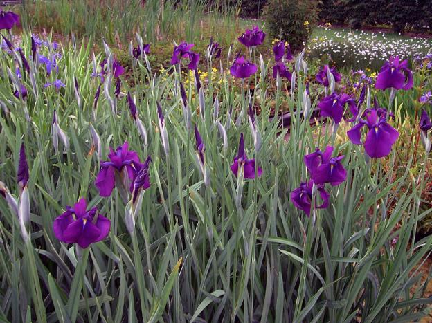 Japanese irises: varieties with photos and names